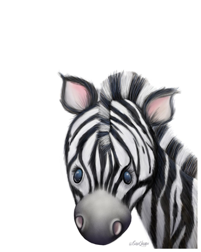 Zebra on White Background